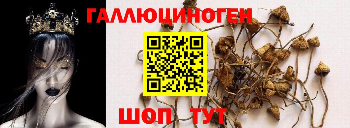 Галлюциногенные грибы Psilocybine cubensis  Вход с VPN  Кировск 