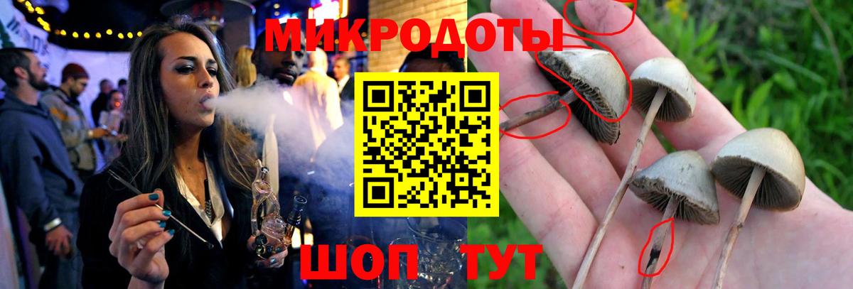 Псилоцибиновые грибы Psilocybe Кировск